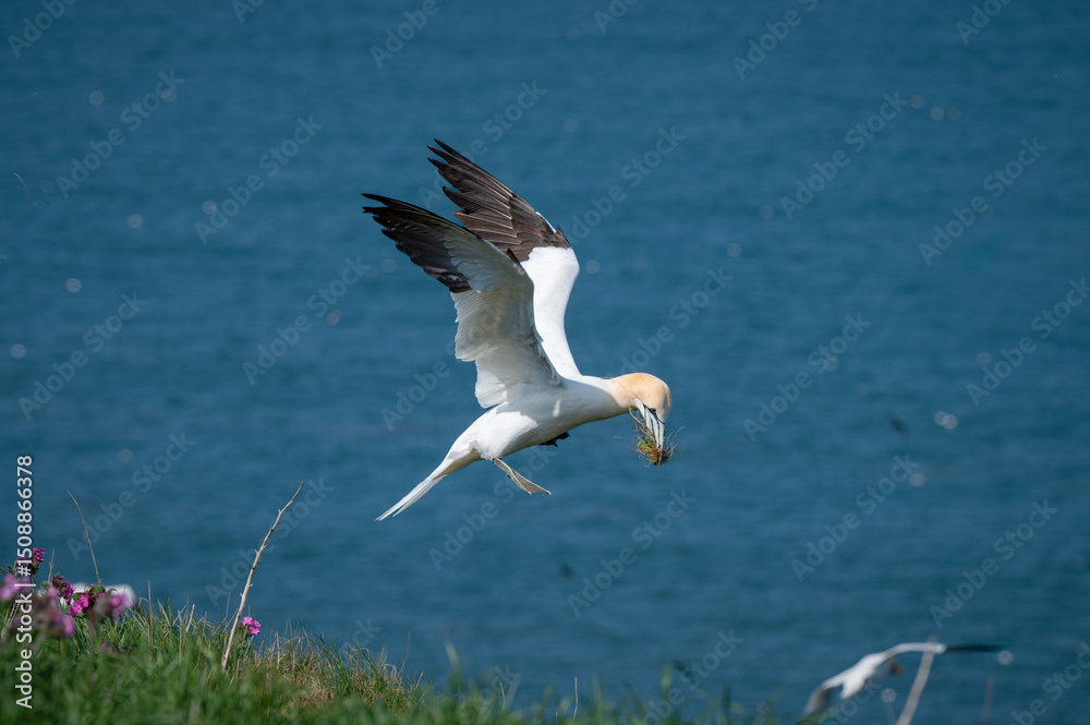 Fototapeta premium Gannet Flying Over the North Sea with Nesting Material