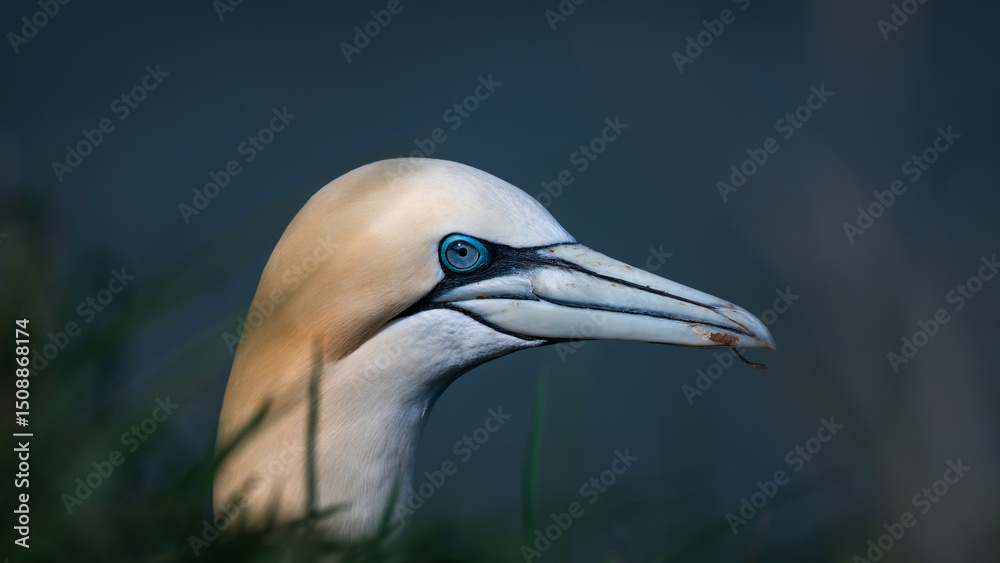 Fototapeta premium Close-up Portrait of a Gannet