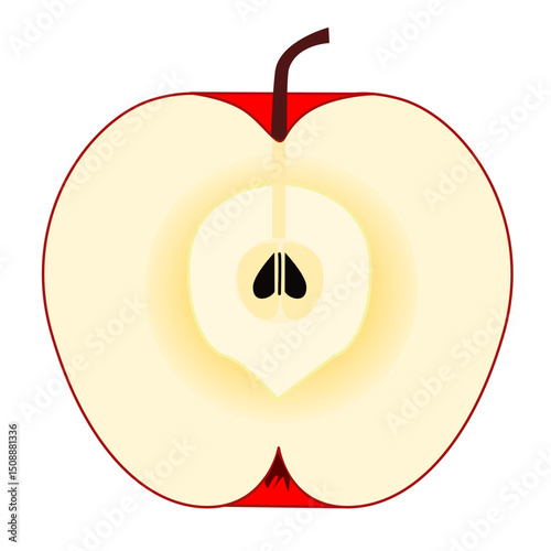 illustration of half an apple