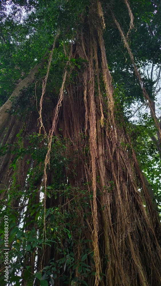 Obraz premium old Banyan tree, view of many roots hanging on branches