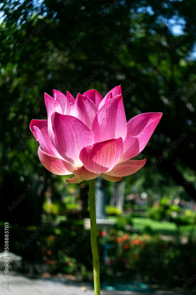 Obraz premium Lovely Pink Lotus Flower in Bright Garden