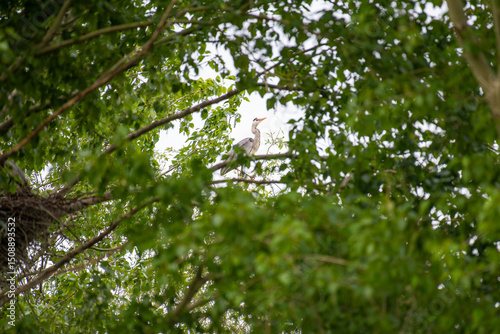 The adult heron is fully extended, with its head raised high. The focus shifts to the heron's elegant posture and striking profile, showcasing its grace against the backdrop of the poplar branches.