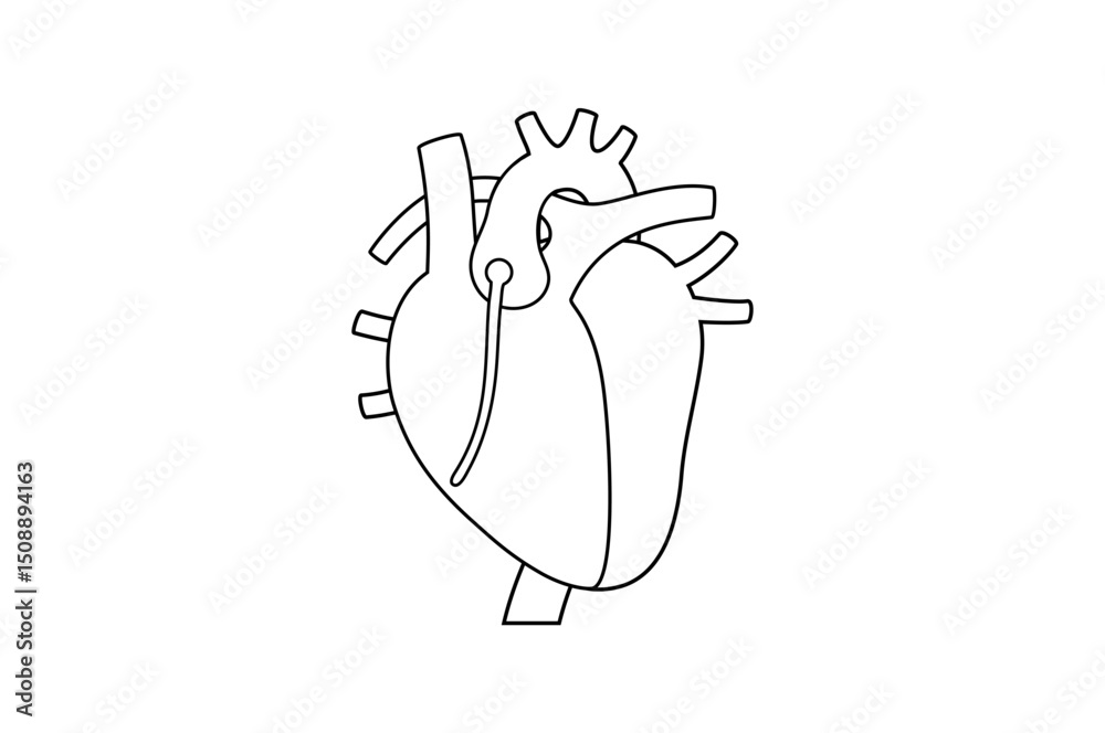 Human heart anatomy