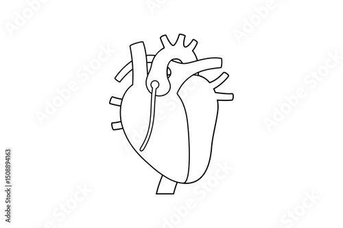 Human heart anatomy