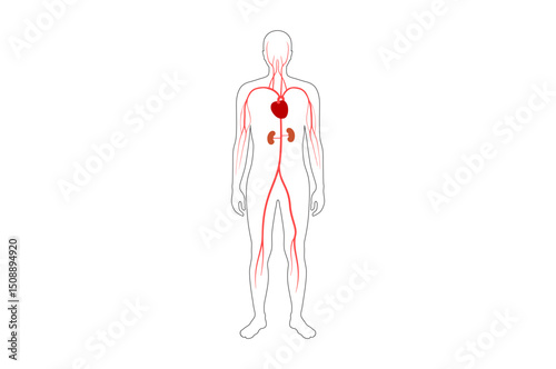 Main arteries and heart
