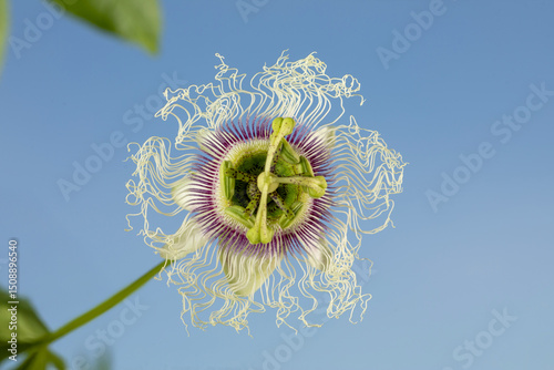 Photos Isolated Passion Flower Bloom Against Clear Blue Sky