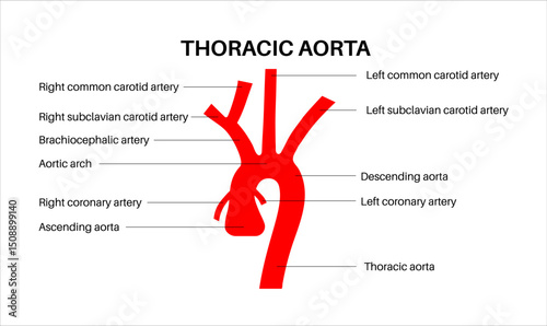Thoracic aorta anatomy