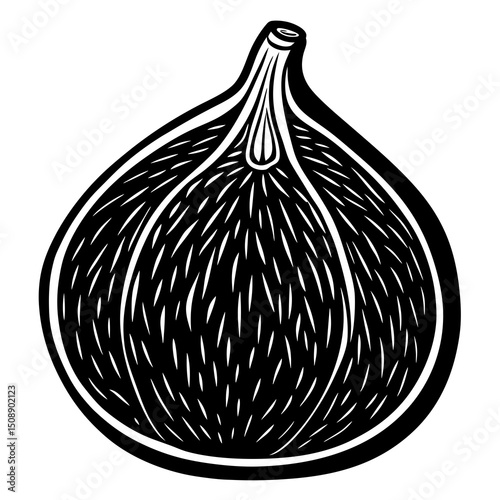 vector illustration of a fig