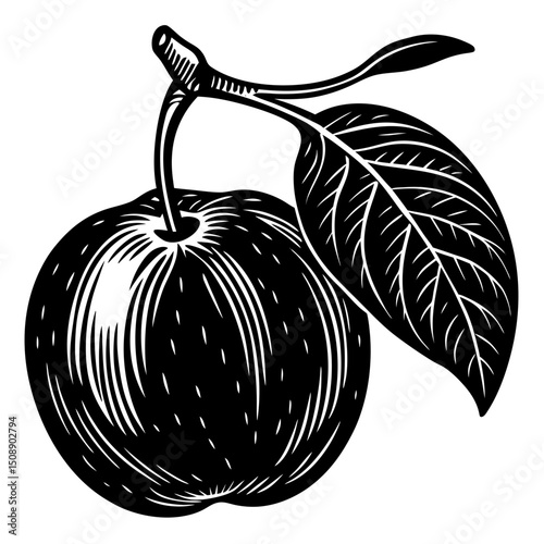 vector illustration of plums