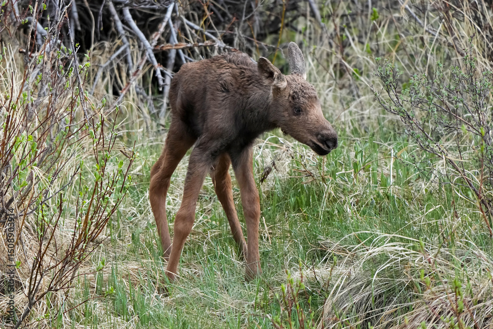 Fototapeta premium Moose calf new born
