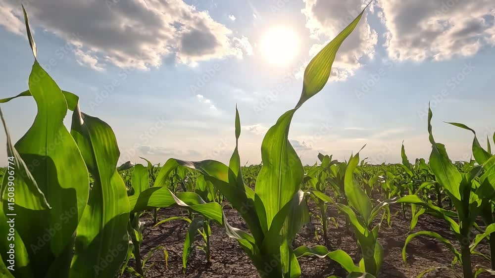Green corn field and sun with clouds in the sky, high and low angle view. Handheld camera goes down to the ground and moves between the rows of corn in an agricultural field, slow motion