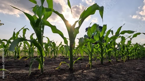 Tractor cultivating in a corn field at sunset, slow motion. Interrow cultivator in corn field for mechanical weed control between the plant rows. Camera moves between rows of corn, low angle view