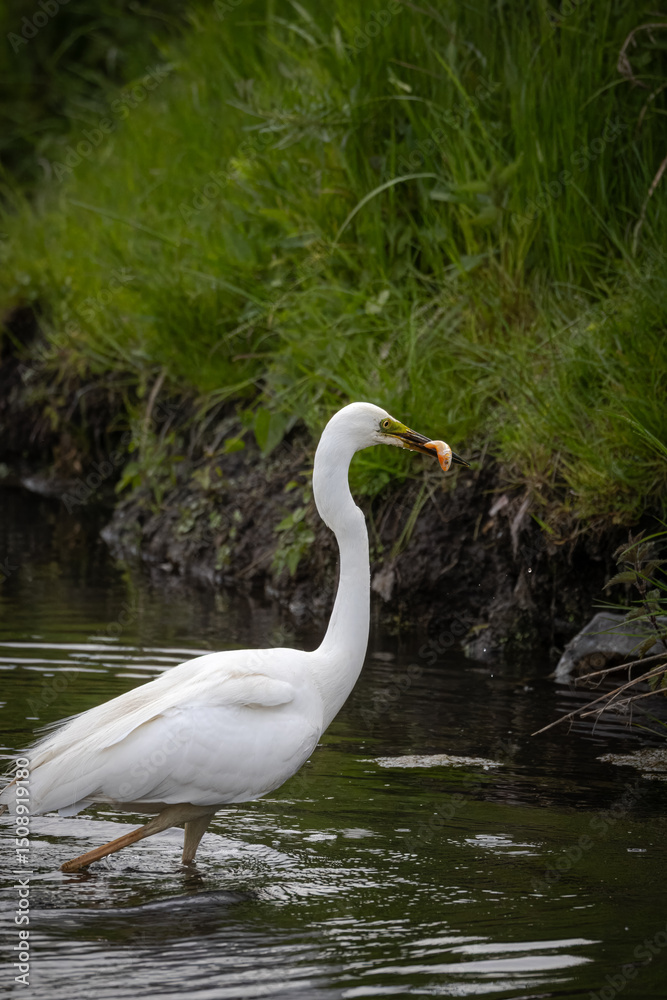 A Great Egret stands in shallow water, perpendicular to the camera lens, holding a pink fish in its beak on a cloudy spring day.