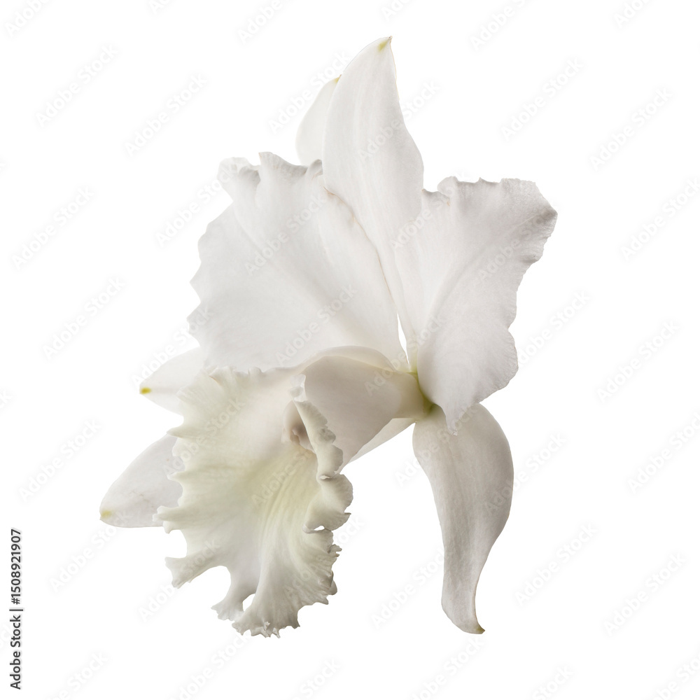 Fototapeta premium White orchid isolated on a transparent background