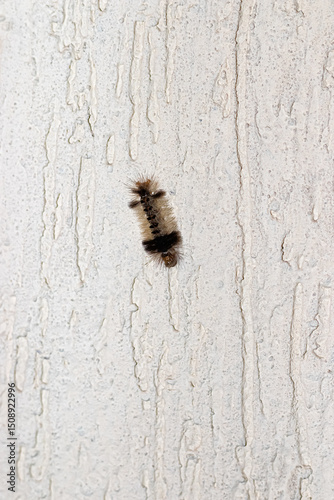 caterpillar on a wall
