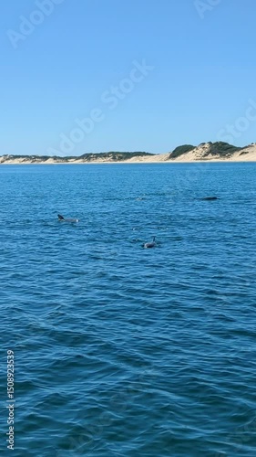 Vertical Video – Dolphins in Open Ocean – Dolphin Discovery Centre, Bunbury, Australia (4K)