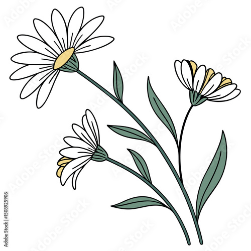 Soft White Daisy Flower Vector Art