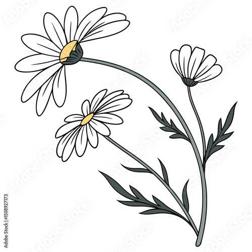 High-Quality Daisy Flower Design Element