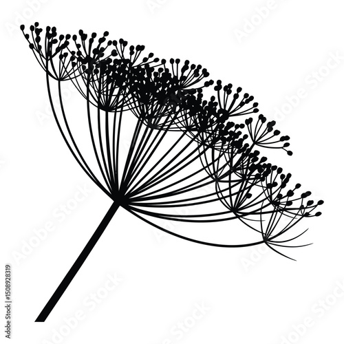 Dill Seed Head Silhouette, Vector, Illustration, Icon, Logo, White Background.