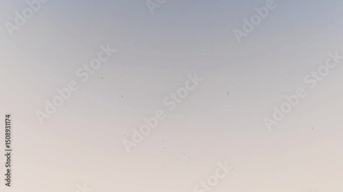 Flying Birds over sky, Black color birds are flying over on the Blue SKY, Evening sky background view.
Birds flying over a heavenly blue sky with fluffy clouds.