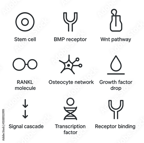 Bone Repair Icons. Outline icon set of cellular signaling in bone repair: stem cell, BMP receptor, Wnt pathway, RANKL molecule,