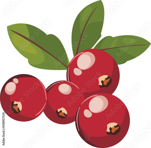 Vector graphic of ripe cranberries with green leaves, ideal for food packaging, recipes, or natural health product designs.