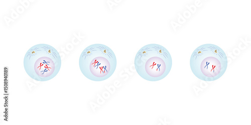 Prophase, First Stage of Mitosis and Meiosis Science Design. Vector Illustration.