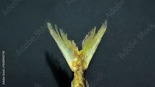 Nature's Design: Intricate Details of a Fish Fin
