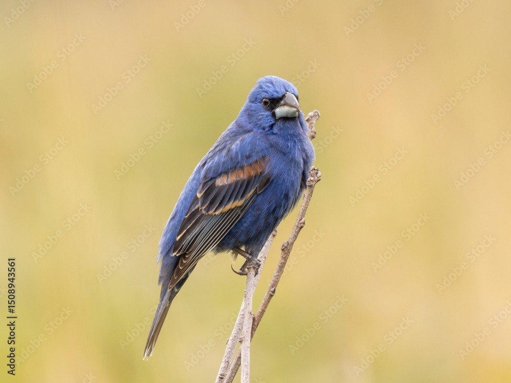 Obraz premium A side view of an adult male Blue Grosbeak perched up on a narrow dry twig