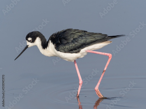 A close up of a Black-necked Stilt  actively feeding in shallow water