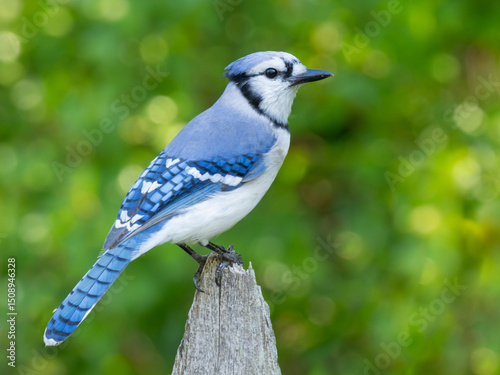 A close up of an adult Blue Jay perched atop a fence post