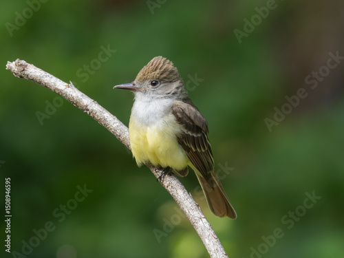 An adult Great Crested Flycatcher sitting up on a small branch