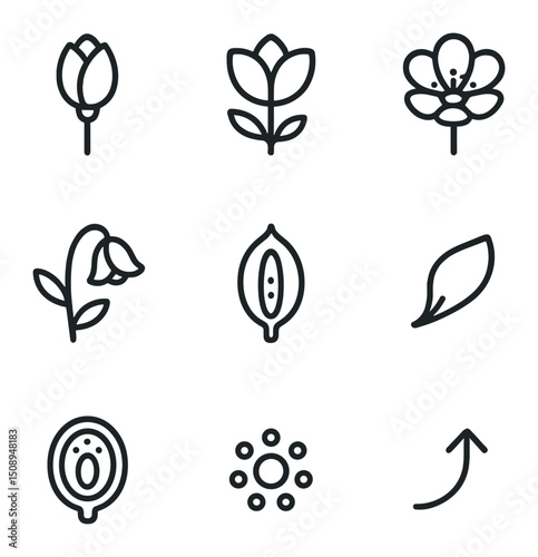 Flower Bloom Stages Icons. Outline icon set of flower bloom stages: bud stage, petal unfurling, full bloom, wilting petal, seed