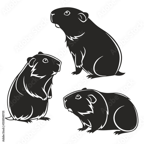 Black and white guinea pig vector illustration set different poses