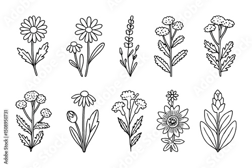 Hand-drawn floral collection for coloring books or botanical design projects