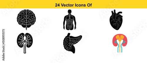 24 Vector Icons of Human Organs Brain, Heart, Liver, Kidneys, and More