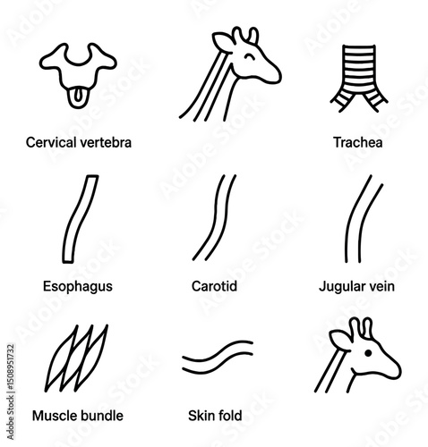 Giraffe Neck Anatomy Icons. Outline icon set of giraffe neck anatomy: cervical vertebra, nuchal ligament, trachea tube, esophagus