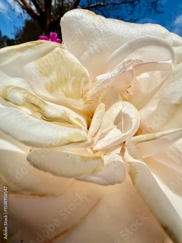 A close up on a white rose flower