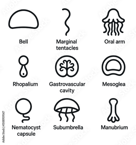 Jellyfish Anatomy Icons. Outline icon set of Pelagia noctiluca anatomy: bell, marginal tentacle, oral arm, rhopalium,