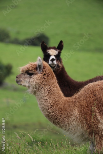 Beautiful Alpaca in country green background, domestic animal photography