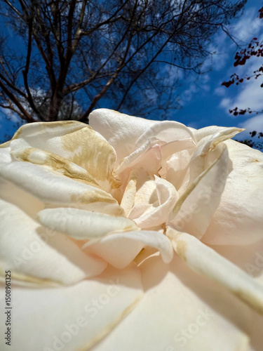 A close up on a white rose flower