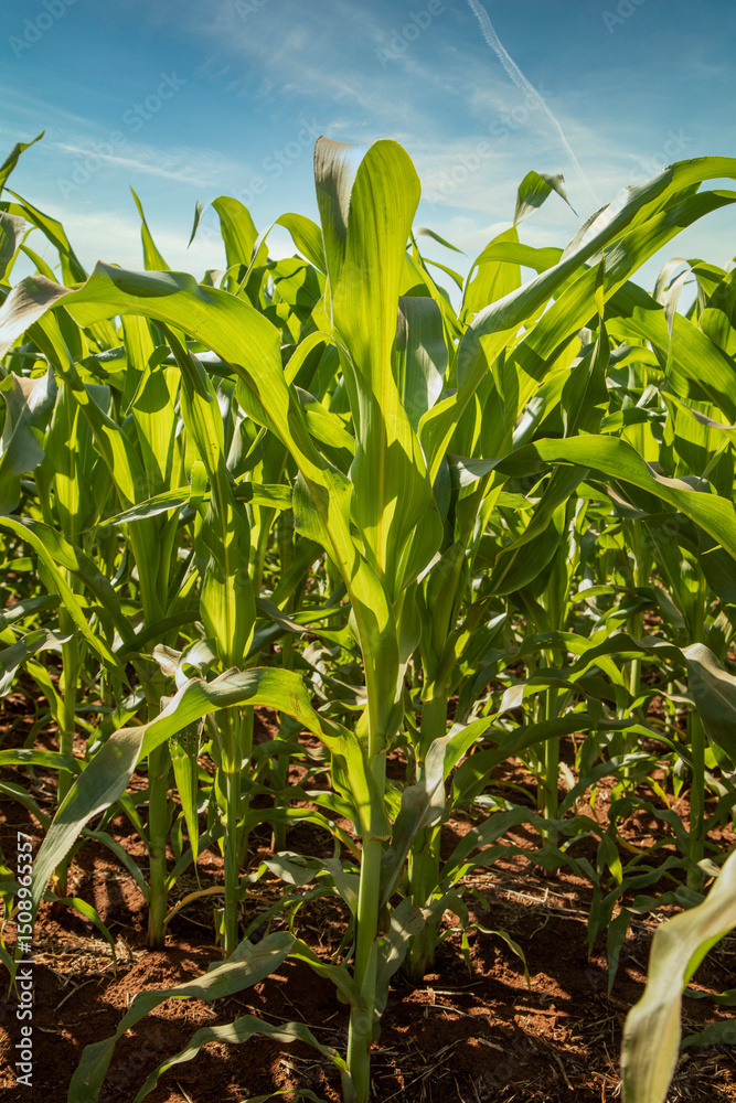 Obraz premium Planting of growing corn, new shoots