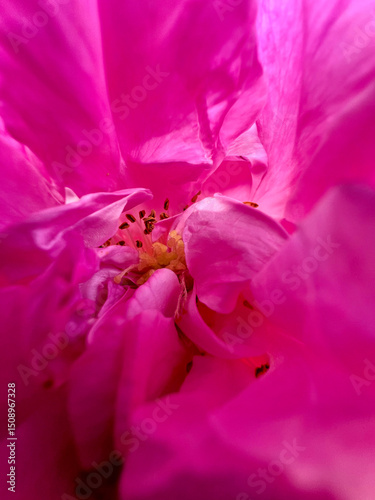 A close up on a pink rose flower