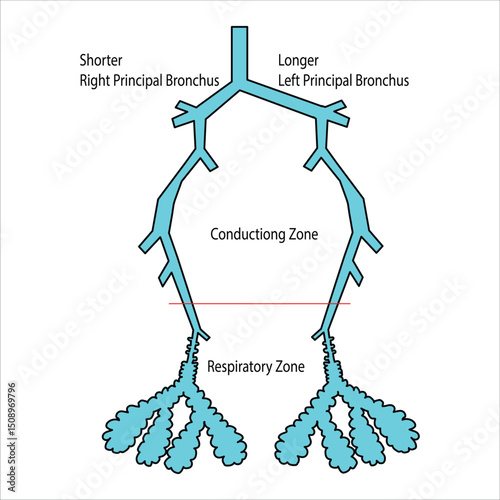 Respiratory Passage of Human Body Illustration
