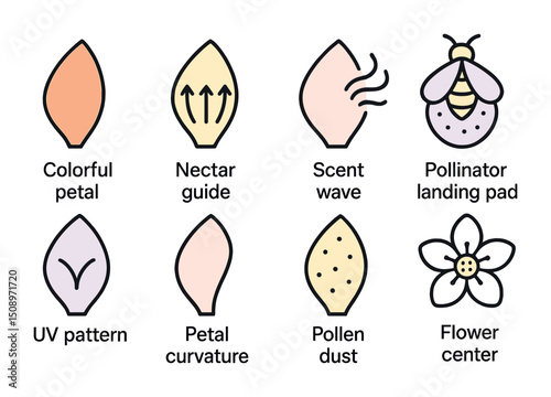 Flower anatomy illustrations highlighting petals and pollinator interactions
