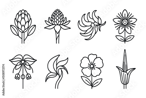 Botanical line art collection featuring intricate flower designs for creative projects