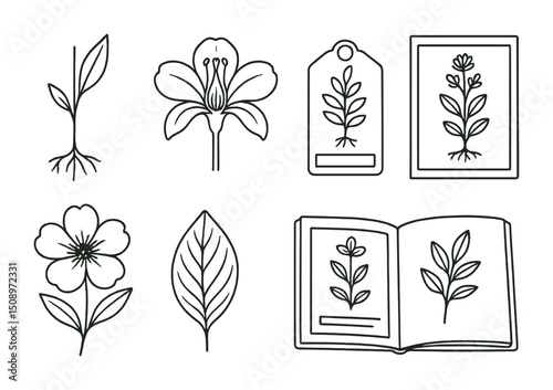 Elegant botanical line art collection for nature-inspired design projects