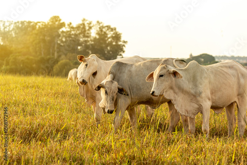 Cows on pasture at sunset