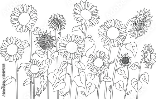 Black and white sunflower line drawing with detailed botanical outlines, floral sketch, and coloring page design for nature art lovers flat vector illustration