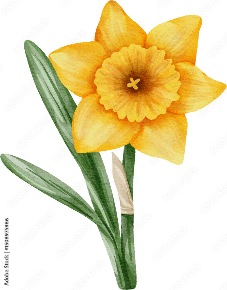 Fototapeta premium watercolor daffodil flower